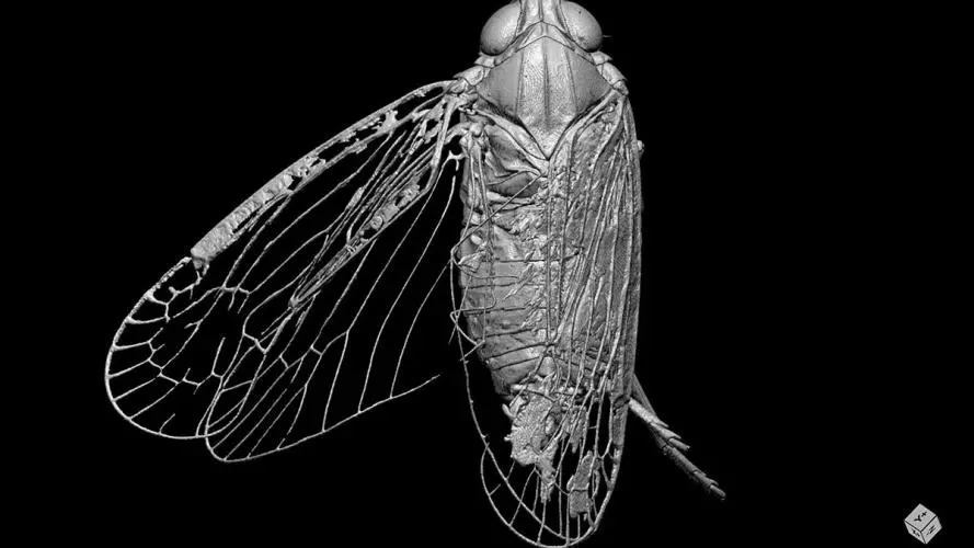 3d rendering of a yet undescribed species of achilidae top 1