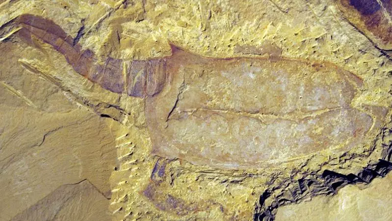 a vetulicolian2c a fossil which2c broadly speaking2c peobably lies on the evolutionary lineage that leads to the vertebrates tif e1429192383641