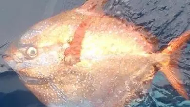 al opah 390x360