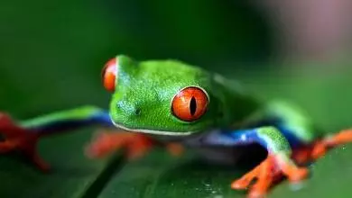 amphibian 390x390