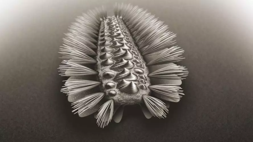 armoured worm1 article