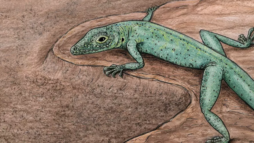 bellairsia artist reconstruction by elsa panciroli resized