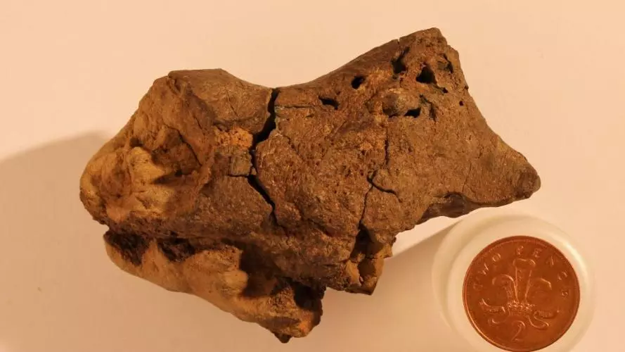 dinosaur brain tissue