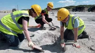 dinosaur tracks