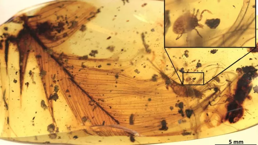 hard tick grasping a dinosaur feather preserved in 99 million year old burmese amber extracted from the publication 1024px