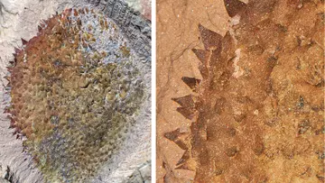 holotype spines