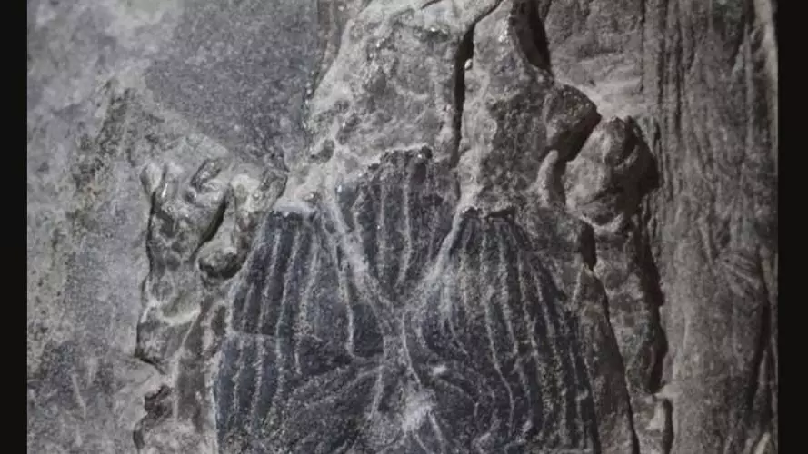 janus fish fossil alt2