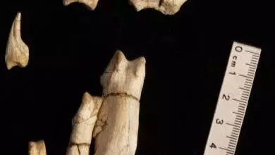 left hand of bannykus 390x390
