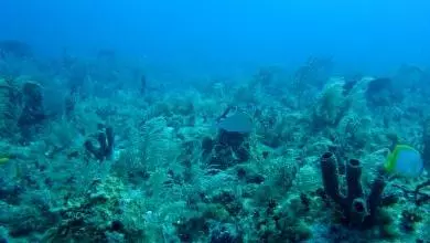 noaa 3nvbfn jnne unsplash 390x390