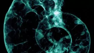 pnas cover cropped 390x390