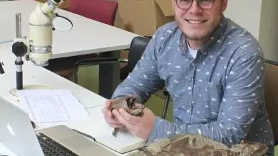 serjoscha turtle 390x390
