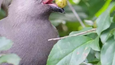 turaco 390x390