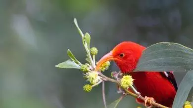 vestiaria coccinea hawaii ludovichirlimann 390x390