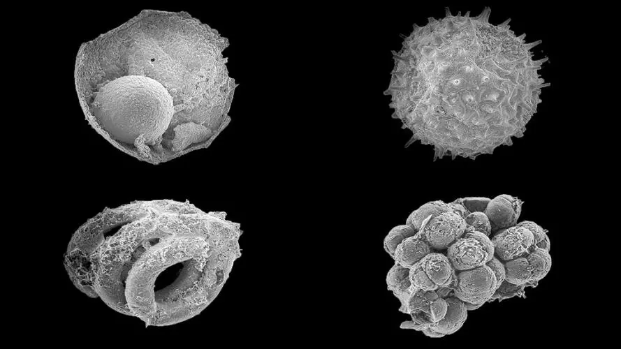ynews 4 microfossils