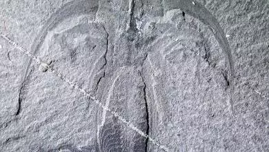ypm5861 marrella 390x390