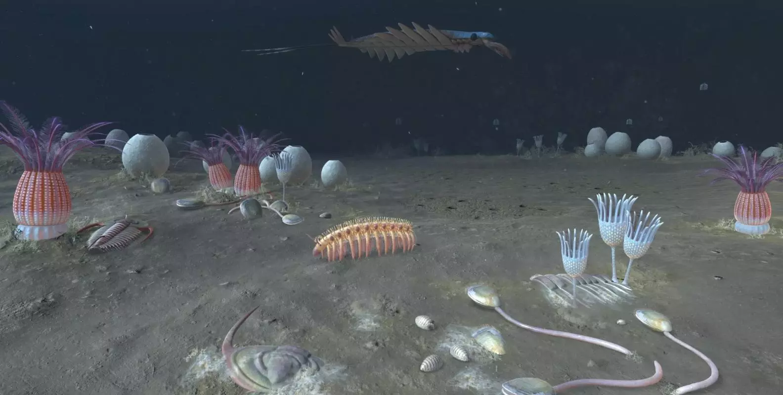 cambrian scene video poster 1920x1080