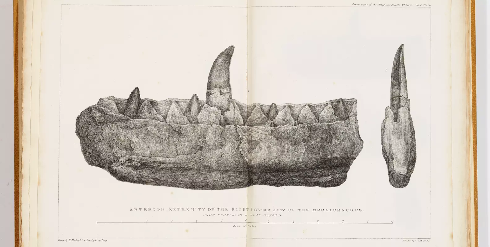 plate megalosaurus