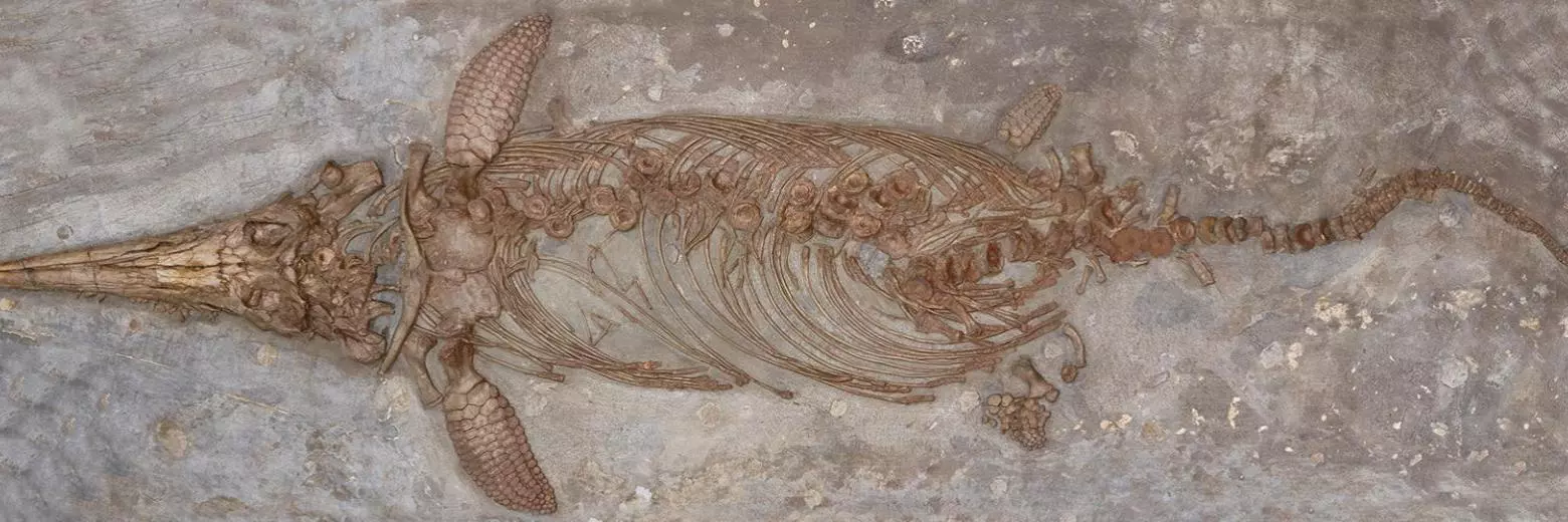 plesiosaur new