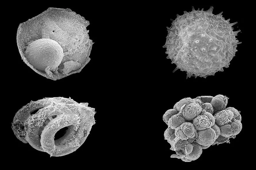 ynews 4 microfossils